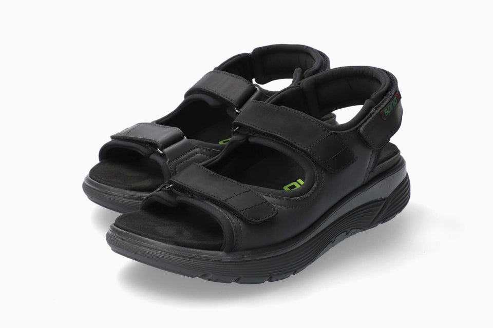 Wilfried - Black Grizzly